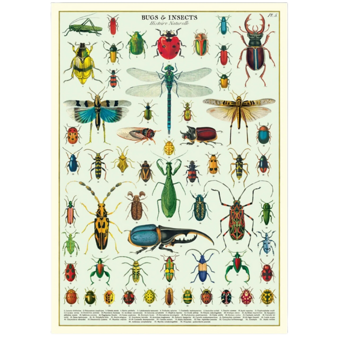 Vintage Bugs & Insects Poster