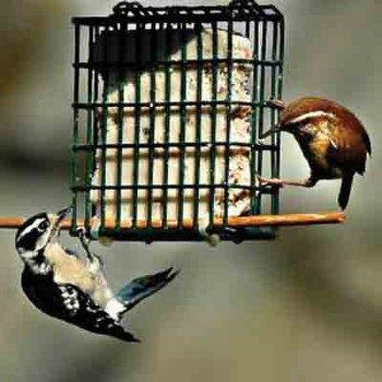 All Season Song Bird Suet Feed