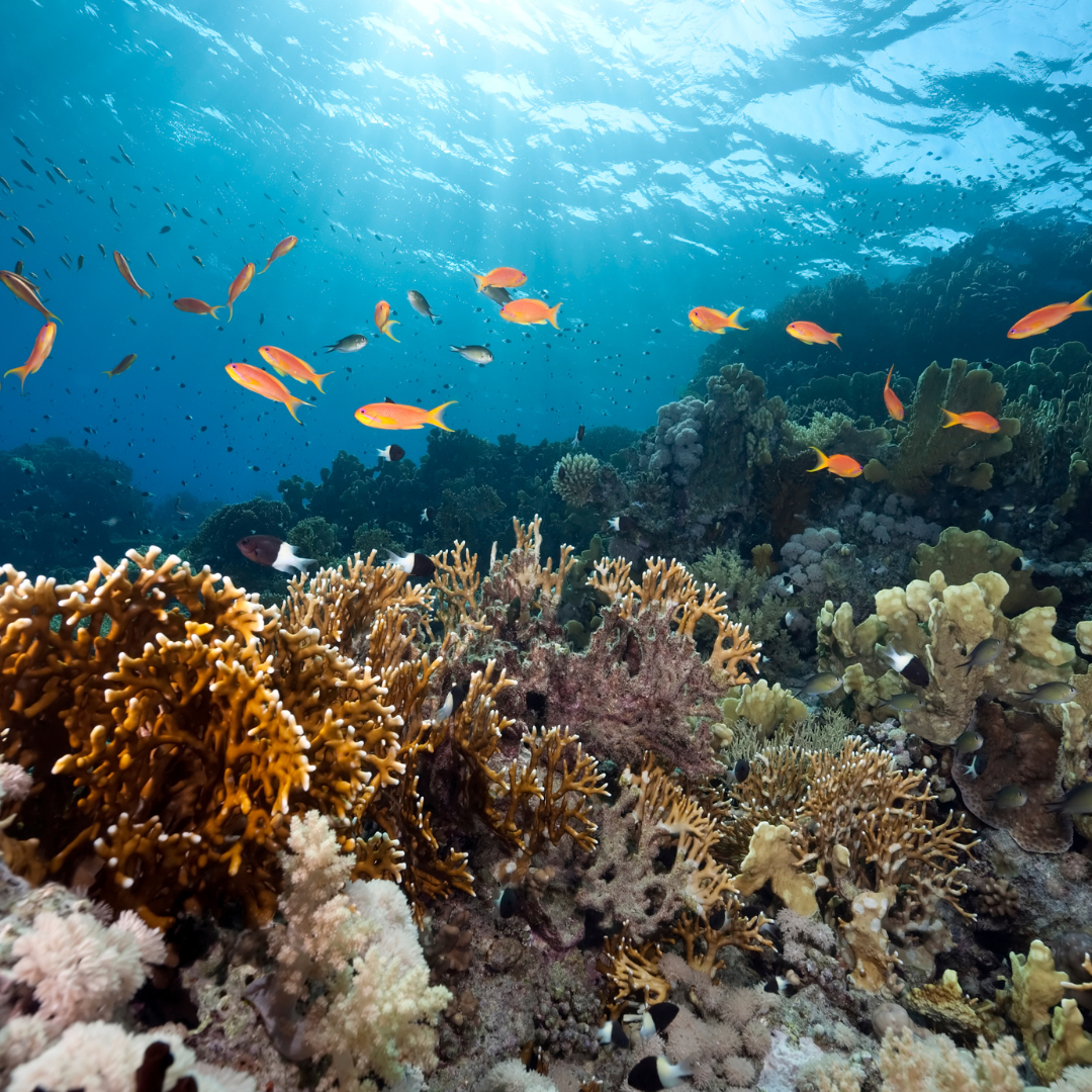 Let's Learn About the Ocean