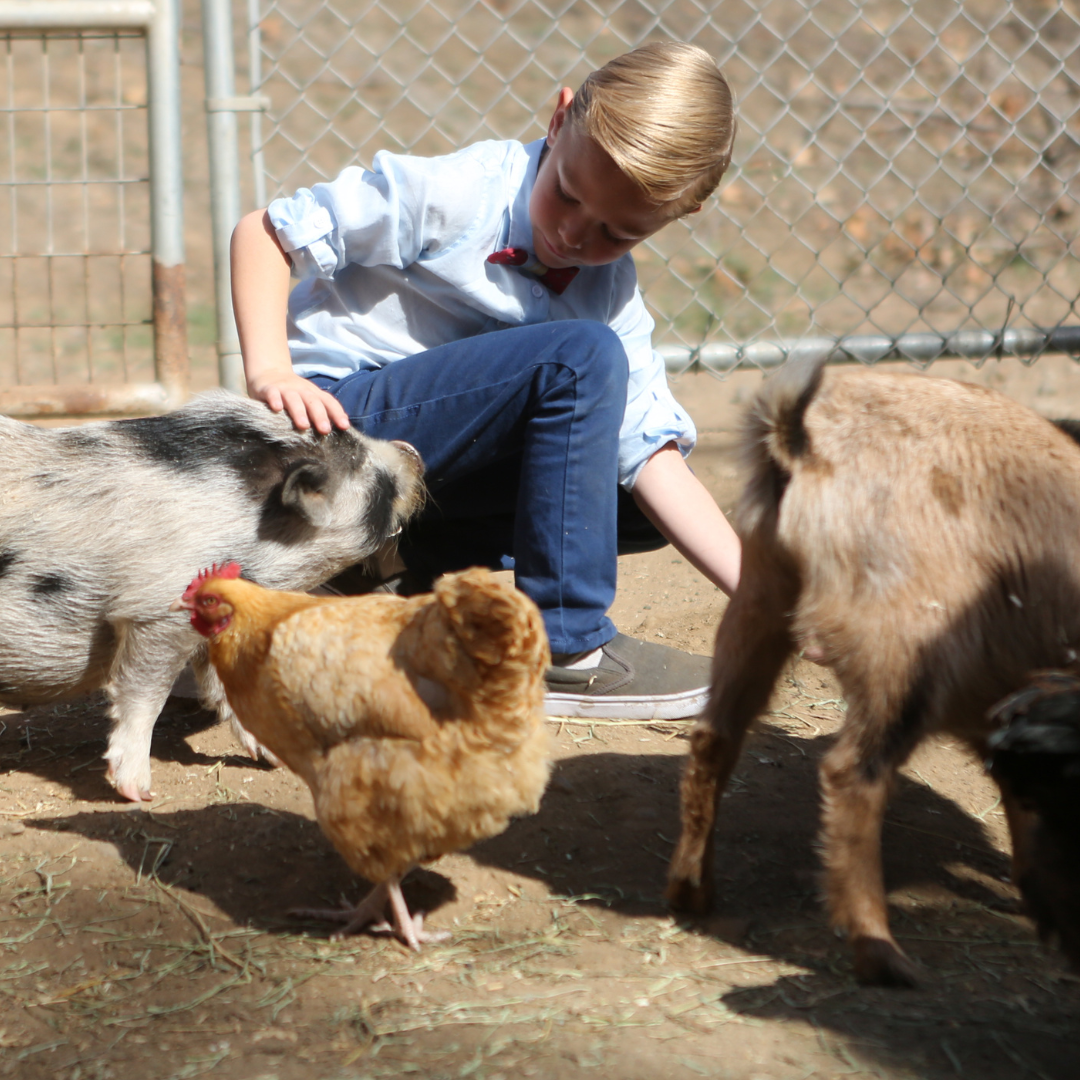 Let's Learn About Animals