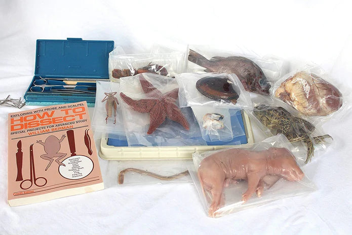 Dissection Specimens & Tools