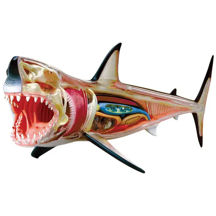 4D Great White Shark Model