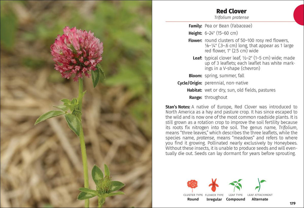 Wildflowers of Minnesota