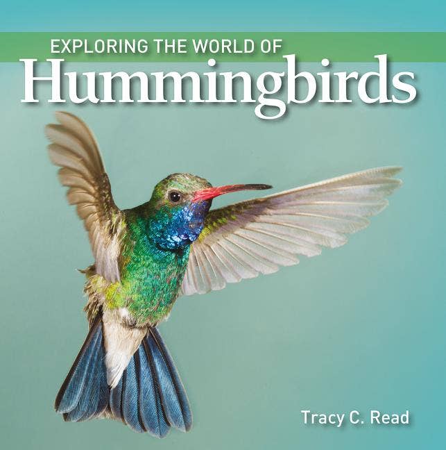 Exploring The World Of Hummingbirds