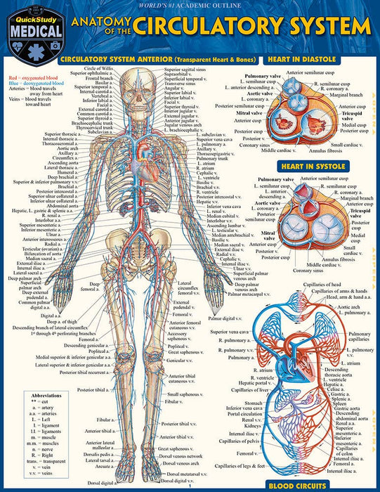 Anatomy of The Circulatory System Guide