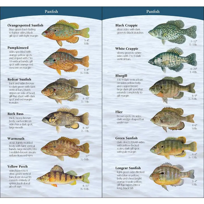 Fish of the Midwest