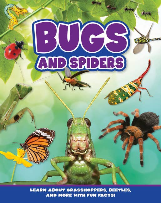Bugs And Spiders