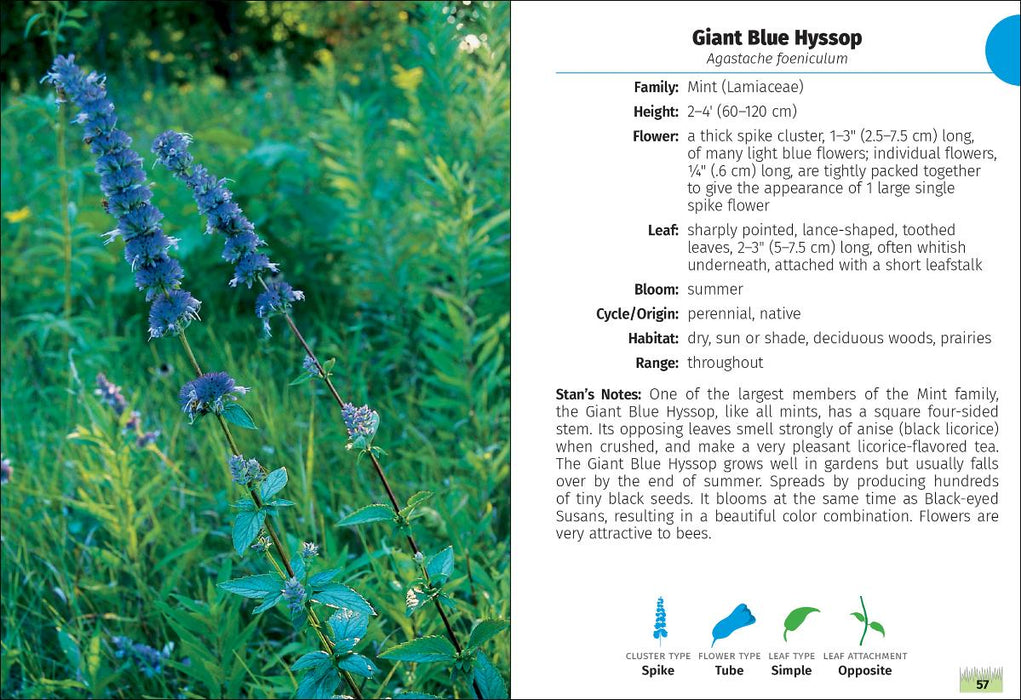 Wildflowers of Wisconsin