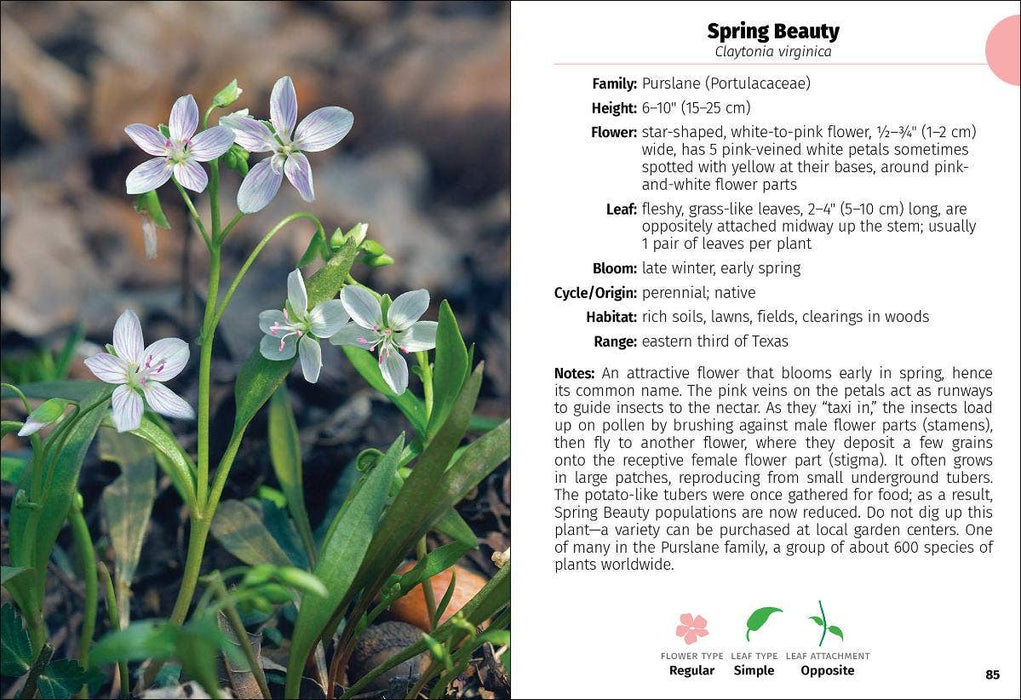 Wildflowers of Texas