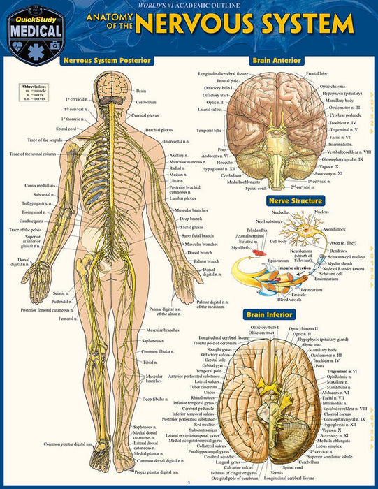 Anatomy of The Nervous System Guide