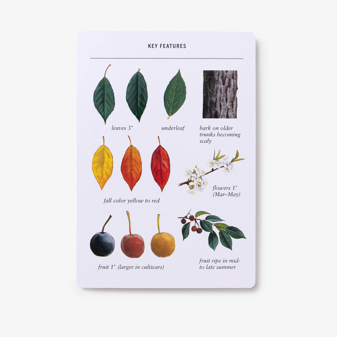 Sibley Tree Identification Flashcards — Nature's Workshop Plus