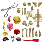 Visible Human Body