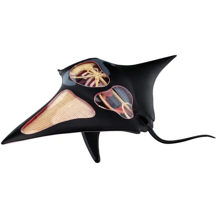 4D Manta Ray