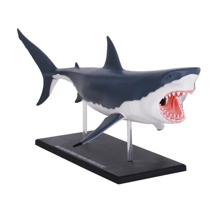 4D Great White Shark Model