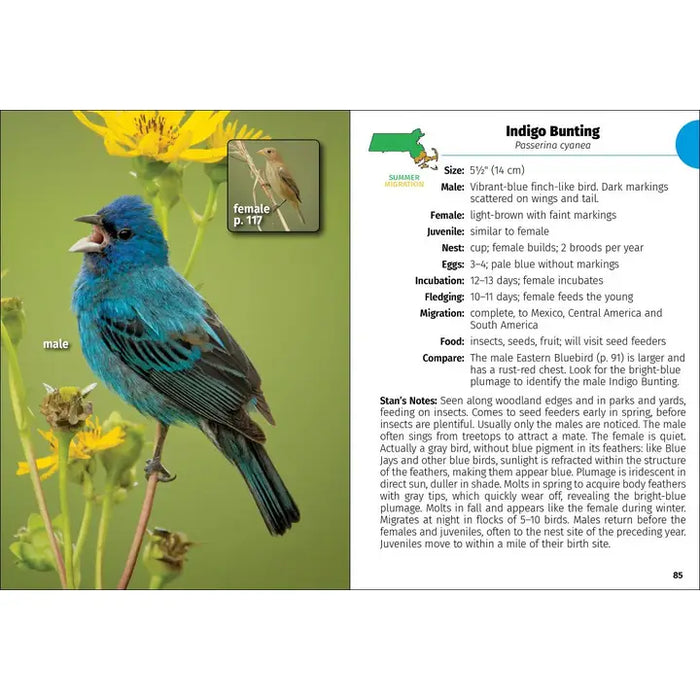 Birds of Massachusetts