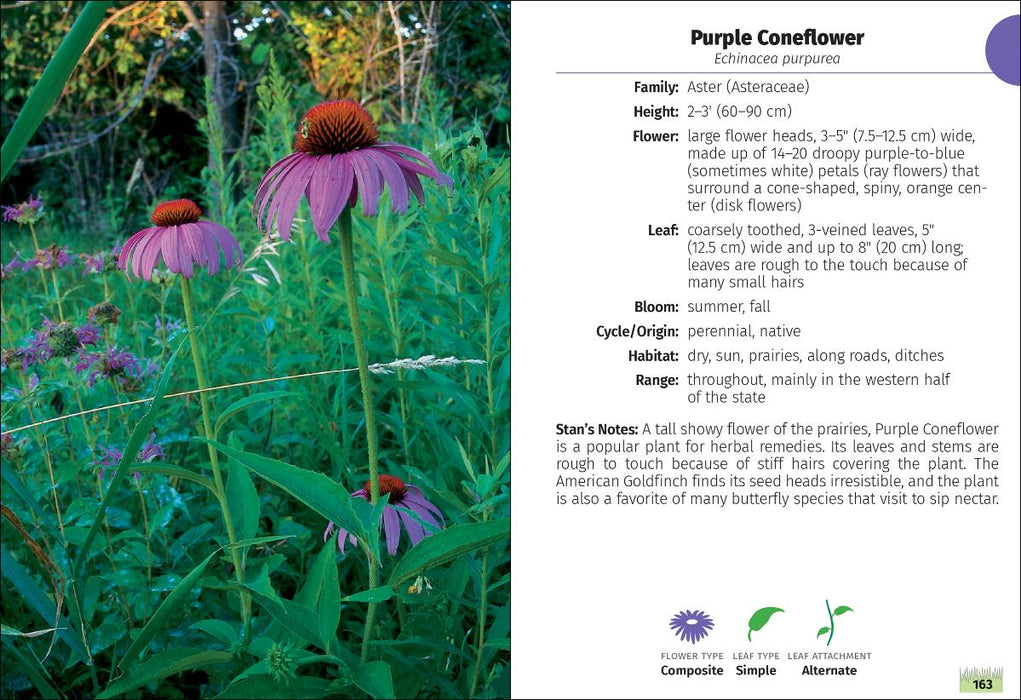 Wildflowers of Ohio