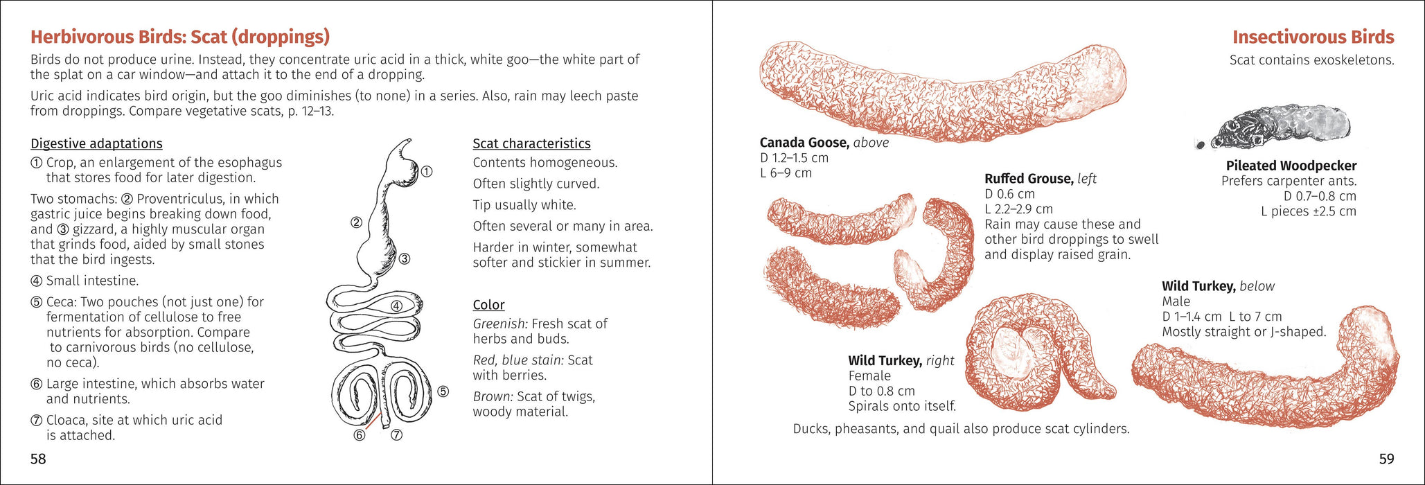 Scat Finder 2nd Edition