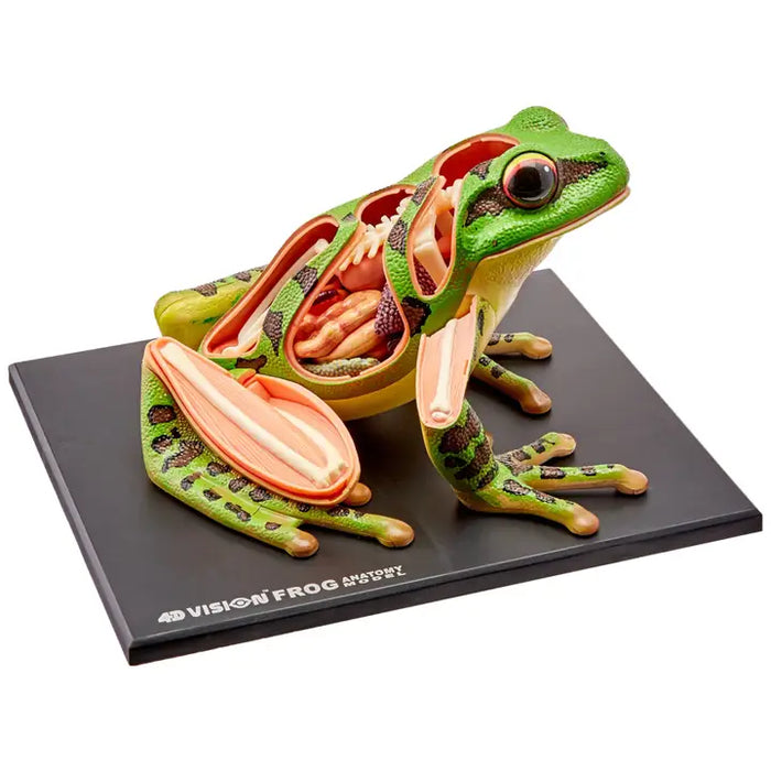 4D Vision Frog Model
