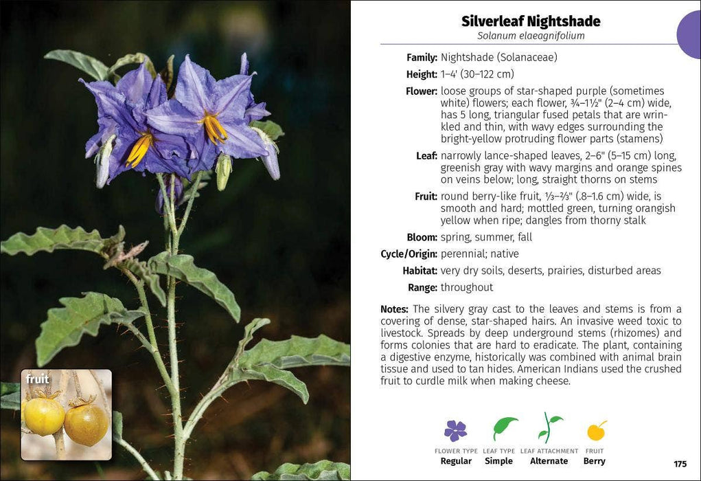 Wildflowers of Texas