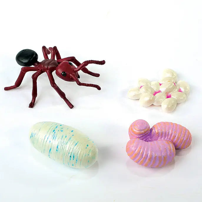 Ant Life Cycle Stages