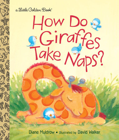GB How Do Giraffes Take Naps