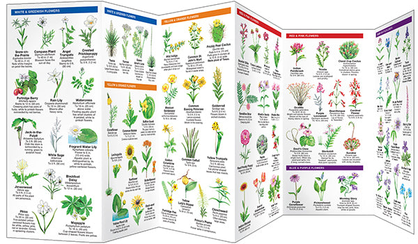 TX Trees & WIldflowers- Pkt Nat
