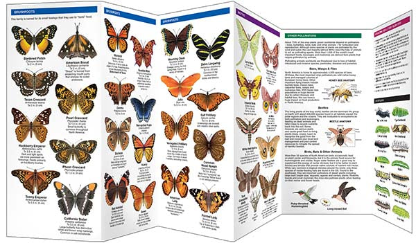 TX Butterflies & Moths- Pkt Nat