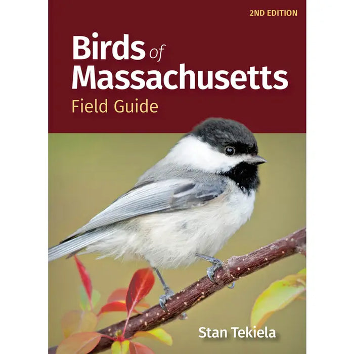 Birds of Massachusetts