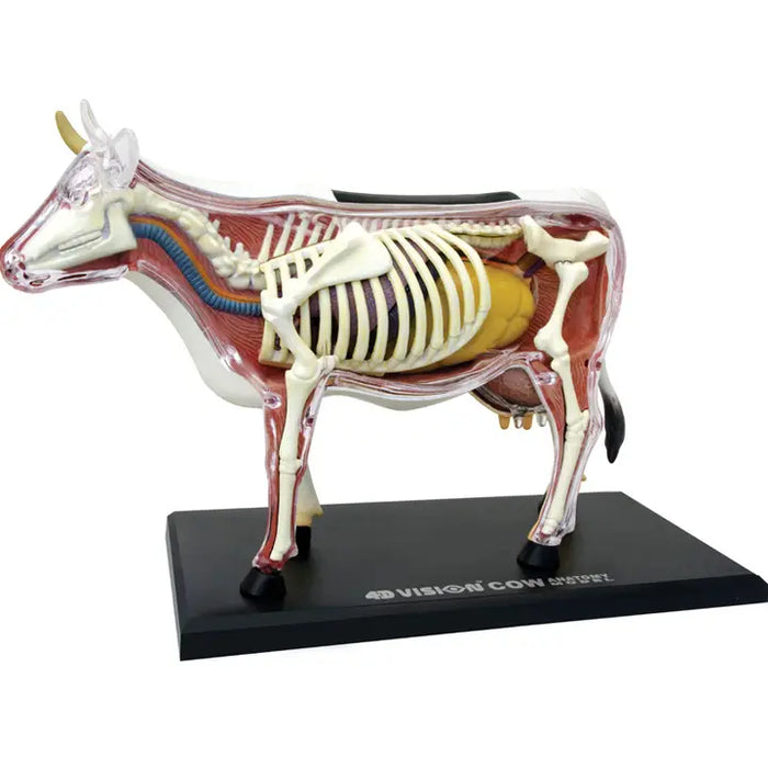 4D Cow Model