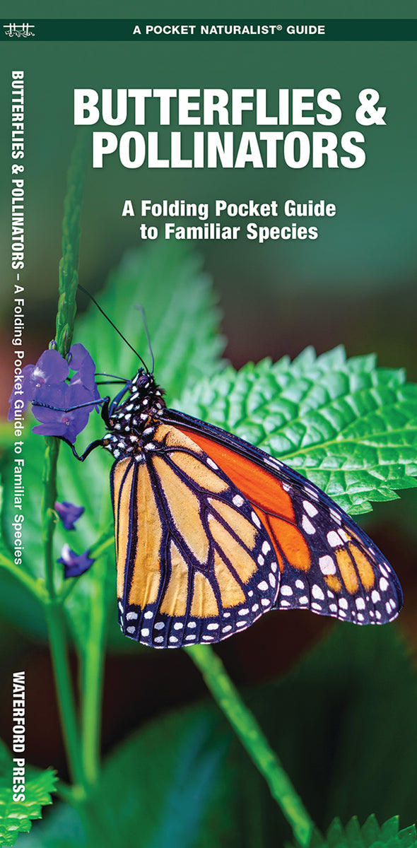 Butterflies & Moths - Pocket Naturalist Guide — Nature's Workshop Plus