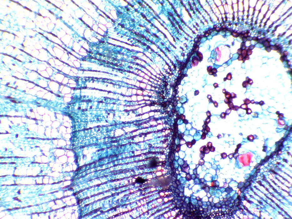 Grantia Spicules, wm