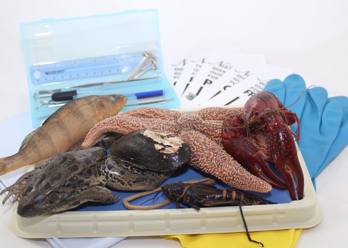 Intermediate Dissection Kit (backordered) — Nature's Workshop Plus