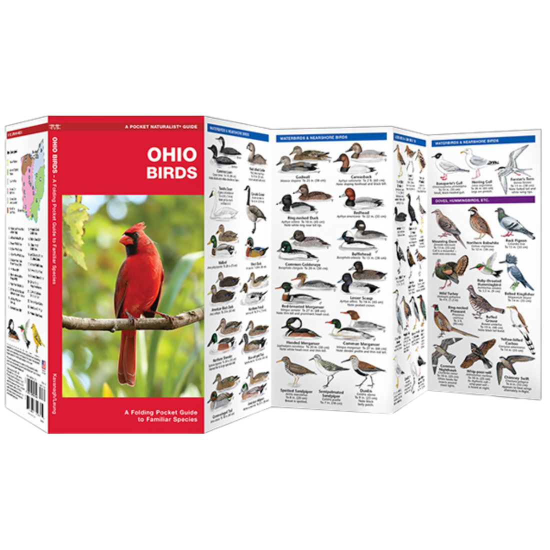 Ohio Birds - Pocket Naturalist Guide — Nature's Workshop Plus