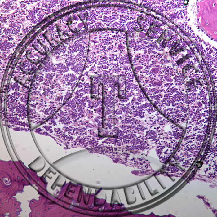 Red Bone Marrow- mammalian