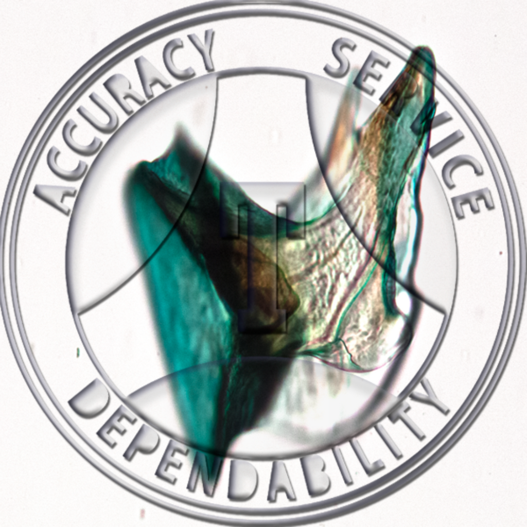 Dogfish Placoid Scale Great Tool for Marine Biology Students