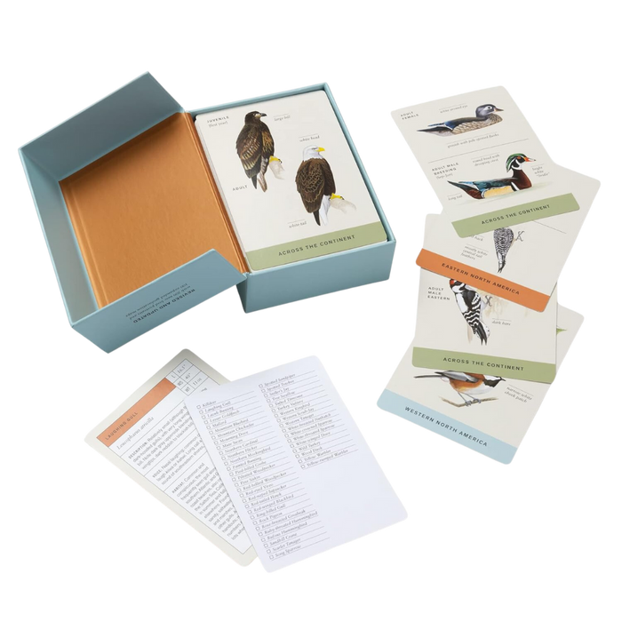 Sibley Backyard Bird Flashcards revised ed