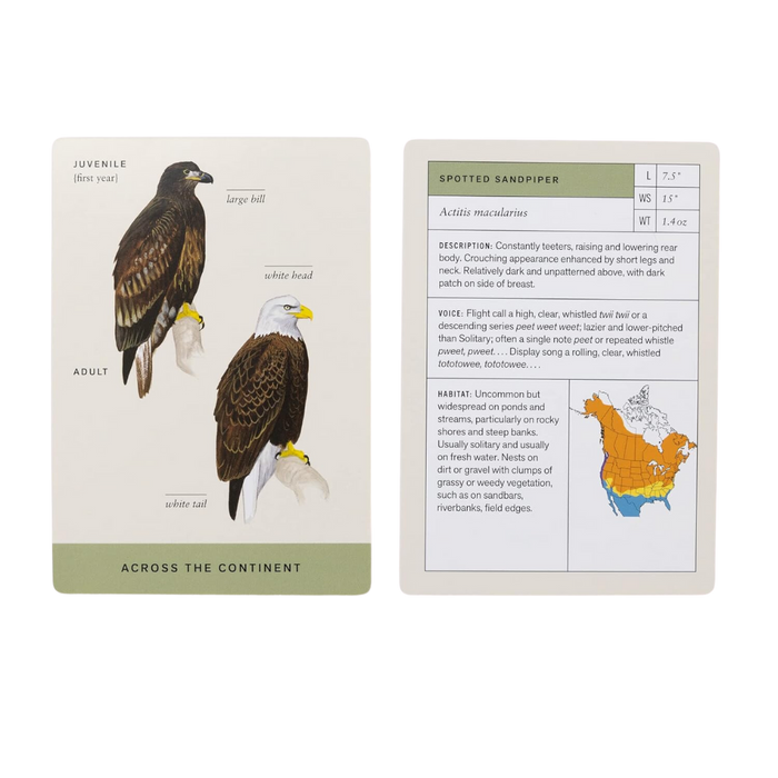Sibley Backyard Bird Flashcards revised ed