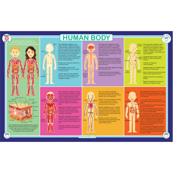 Human Body Placemat TT
