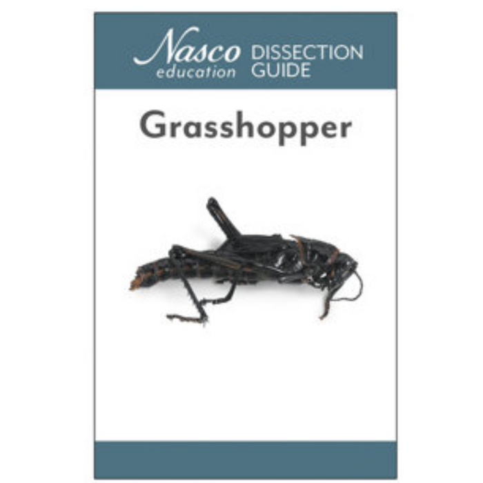 Grasshopper Dissection Guide