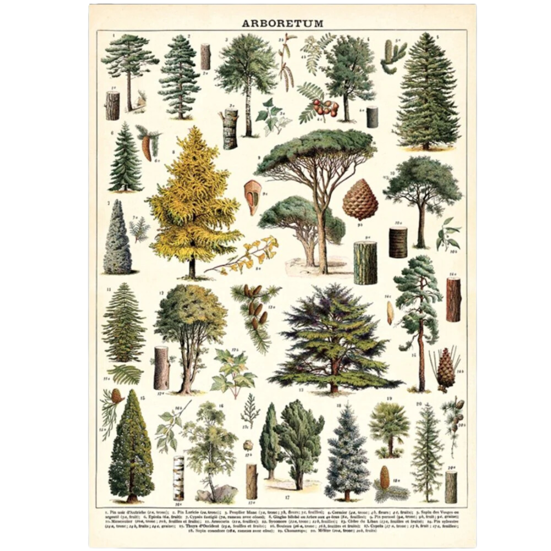 Vintage Arboretum Poster - Beautifully Illustrated Tree Poster — Nature ...