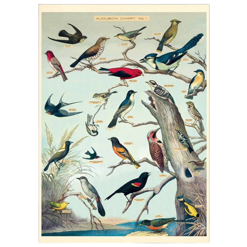 Vintage Birds Poster - Artistic Poster of Bird Species — Nature's