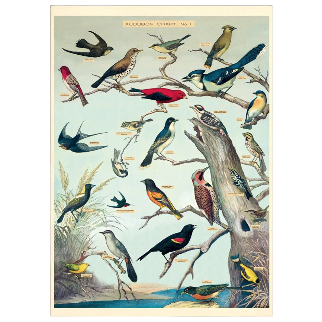 Vintage Birds Poster - Artistic Poster of Bird Species — Nature's