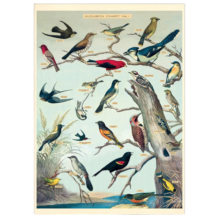 Vintage Birds Poster