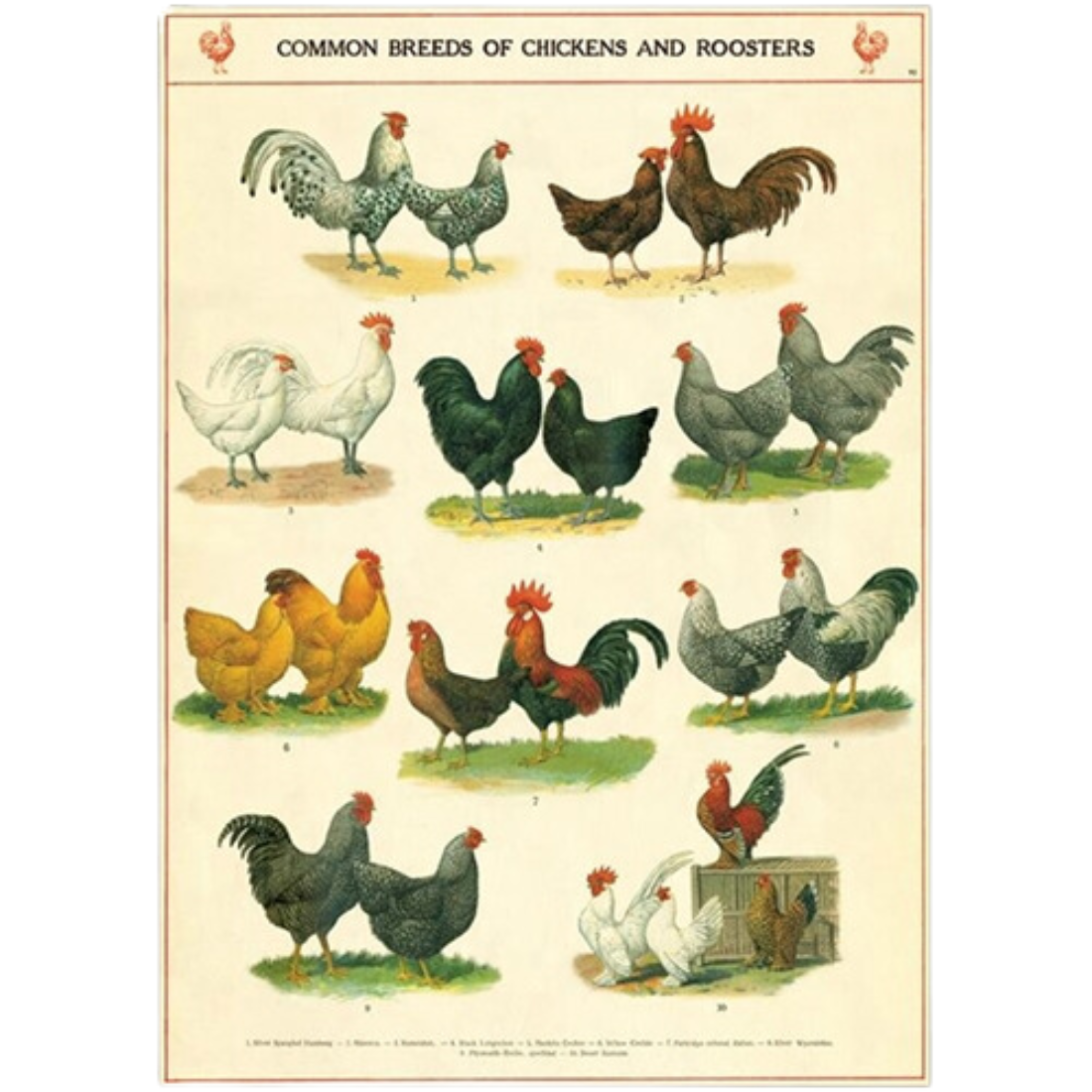Vintage Chickens & Roosters Poster - Farm Animal Wall Art — Nature's ...
