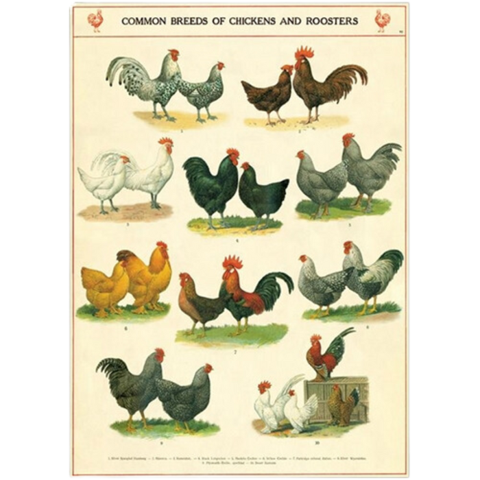 Vintage Chickens & Roosters Poster
