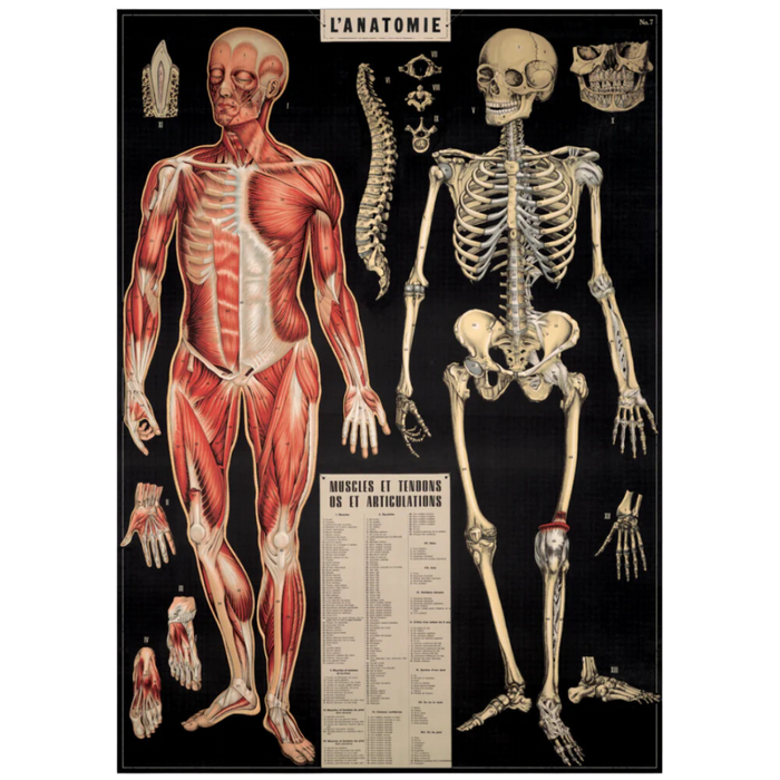 Vintage Anatomy Poster