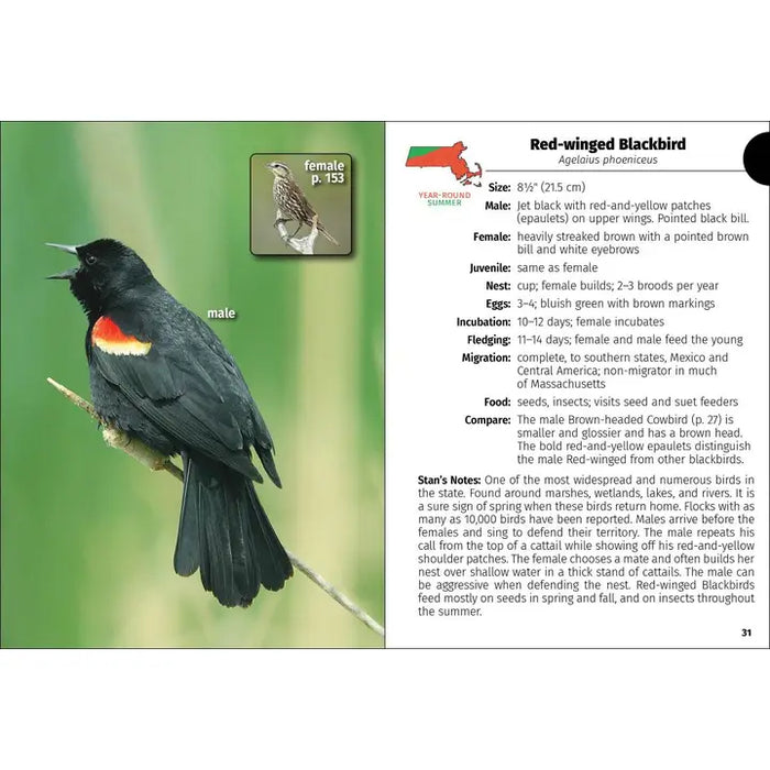 Birds of Massachusetts