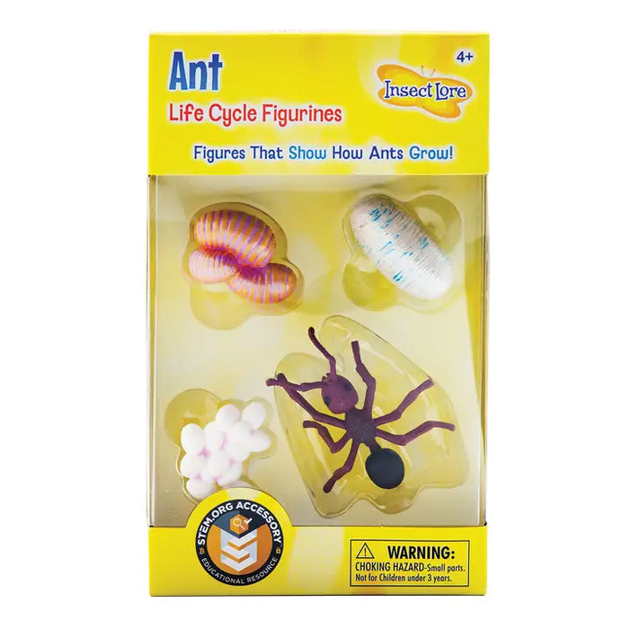 Ant Life Cycle Stages