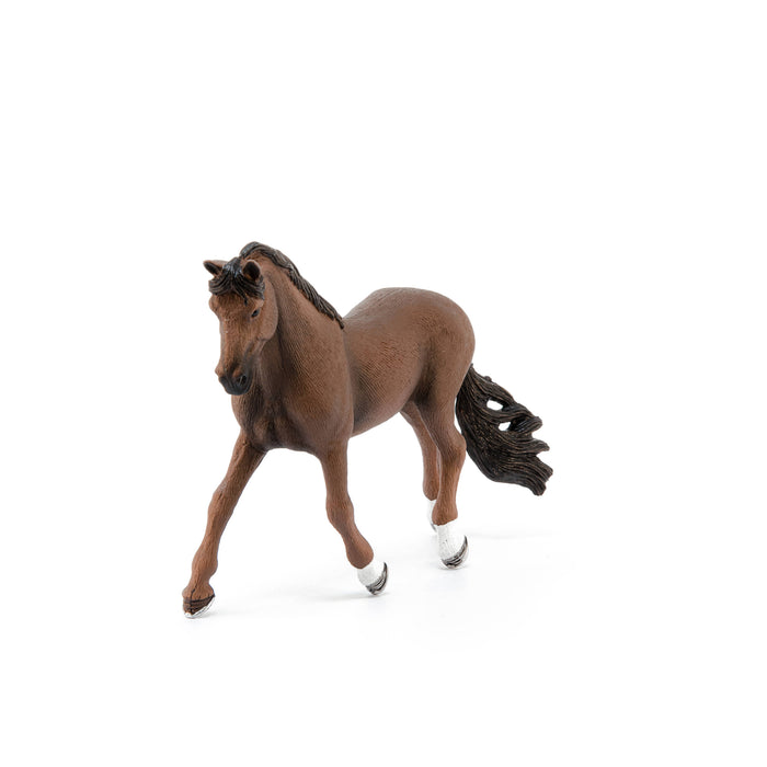 Trakehner Gelding