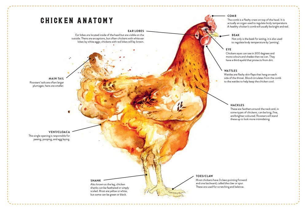 Little Book of Chickens